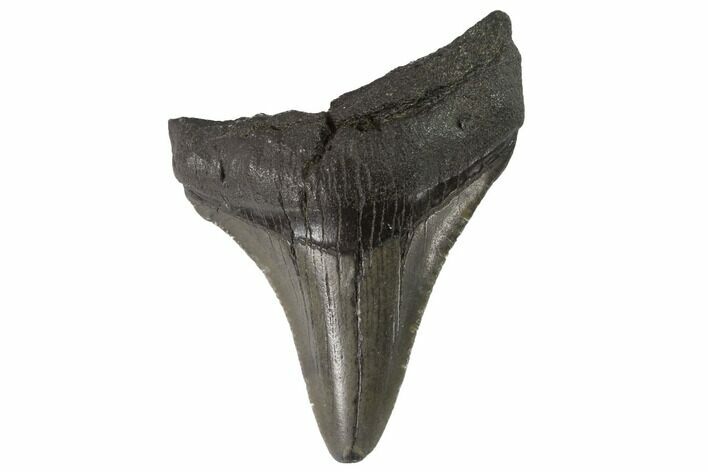 Juvenile Megalodon Tooth - Georgia #90834